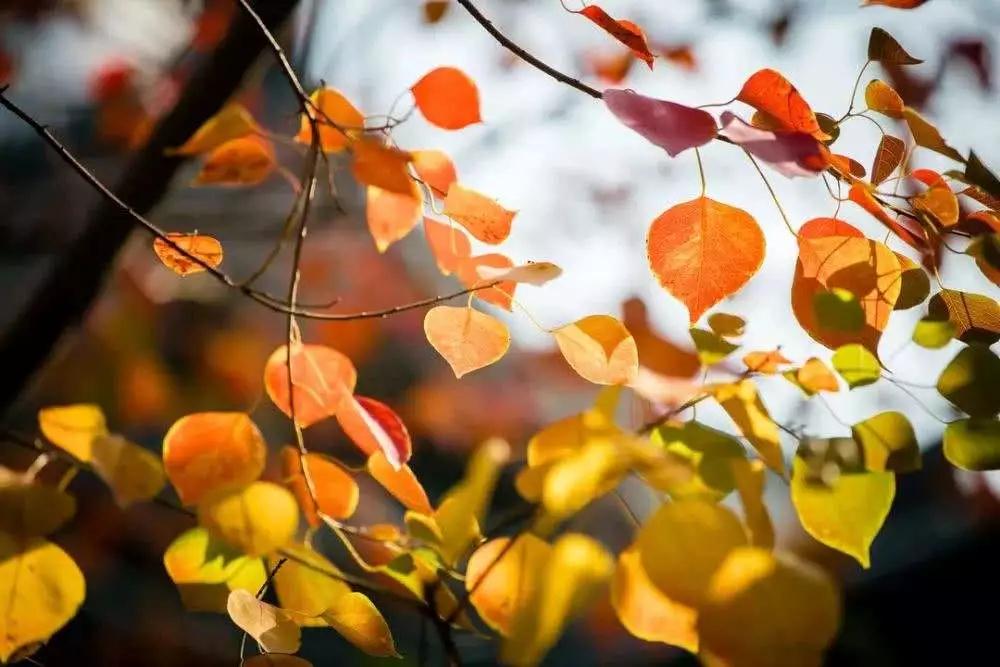 �������յĸ�Դ�����������֣��ż���