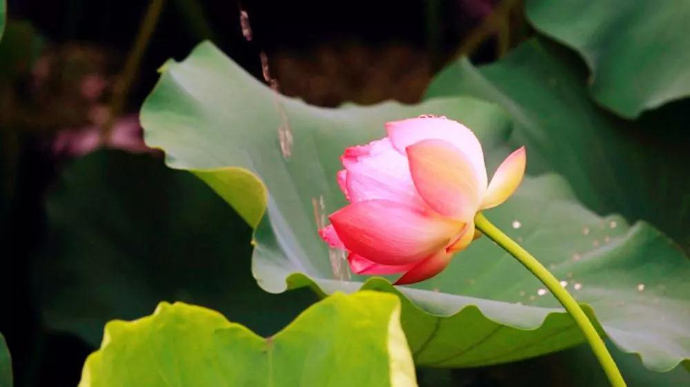 һ�����Ű����ӷ�������