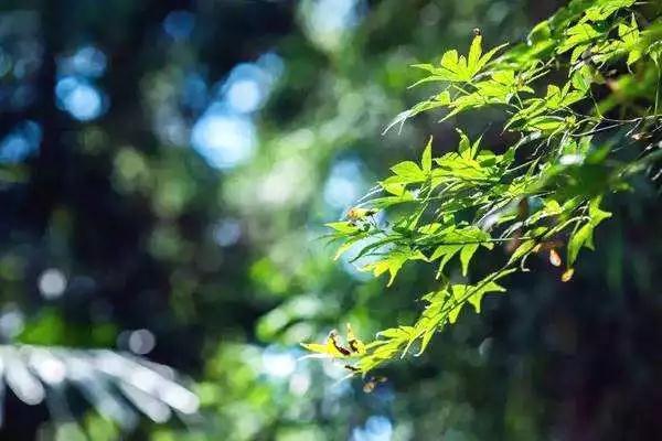 ����������֮ʿ��ѧ������������˳����������Ǽ��