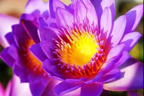 ����������֮ʿ��ѧ������������˳����������Ǽ��