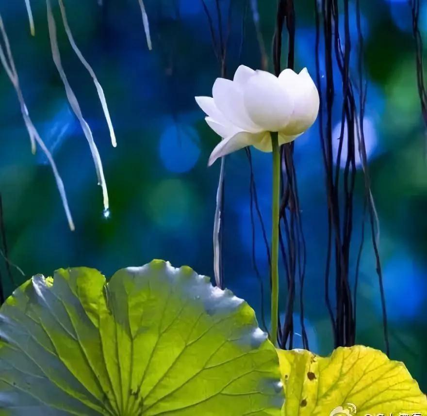 净土在哪?高僧揭秘西方极乐世界真正的位置 净土在哪?高僧揭秘西方极乐世界真正的位置