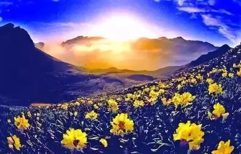 有人扔来烂泥巴,就用它种些金莲花! 有人扔来烂泥巴,就用它种些金莲花!