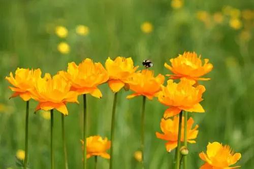 有人扔来烂泥巴,就用它种些金莲花! 有人扔来烂泥巴,就用它种些金莲花!