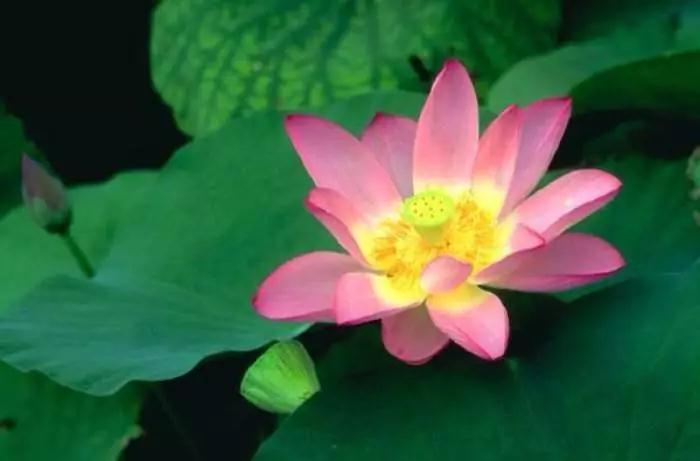 ���ˡ����¡����ж��벻����3�仰