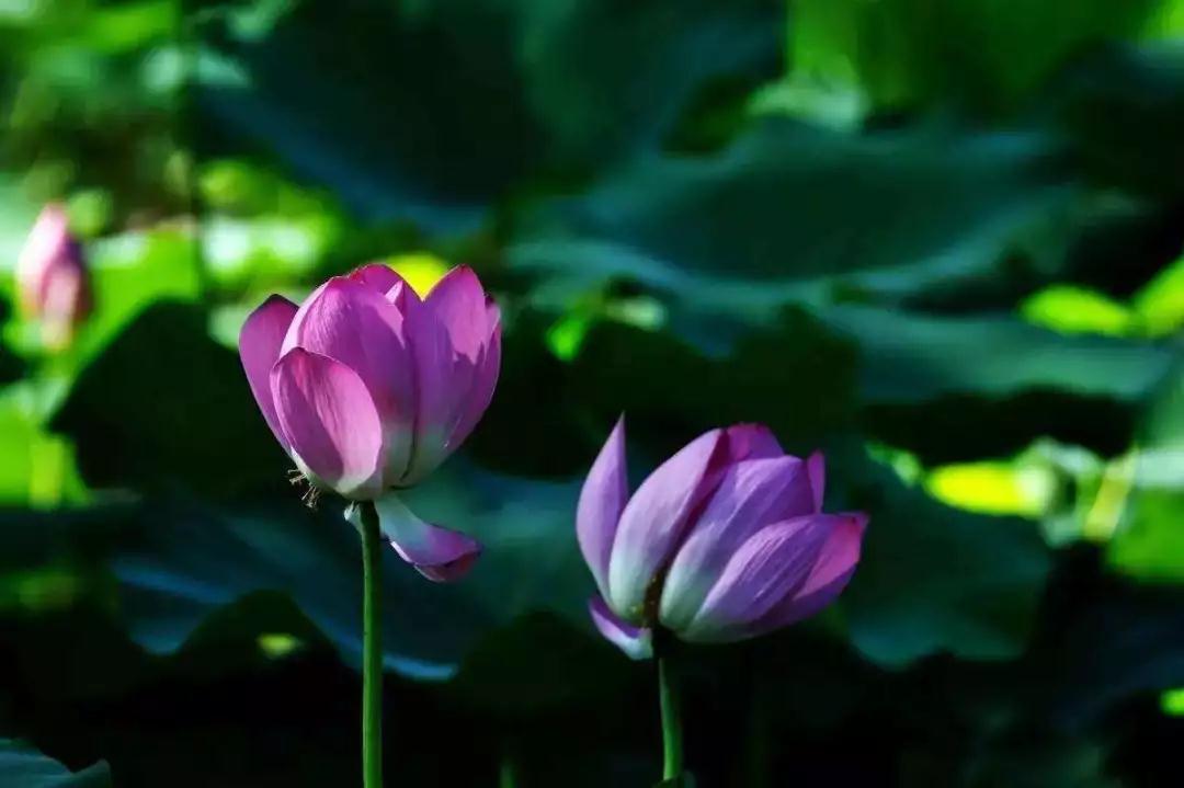 ���ļ��ԣ�����Ҫ����������ģ�������ķ���