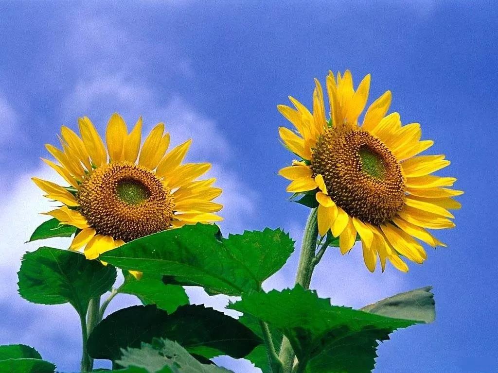 ��һ��ƽ�Ȱ��ݵ��ģ����Ǵ�����������