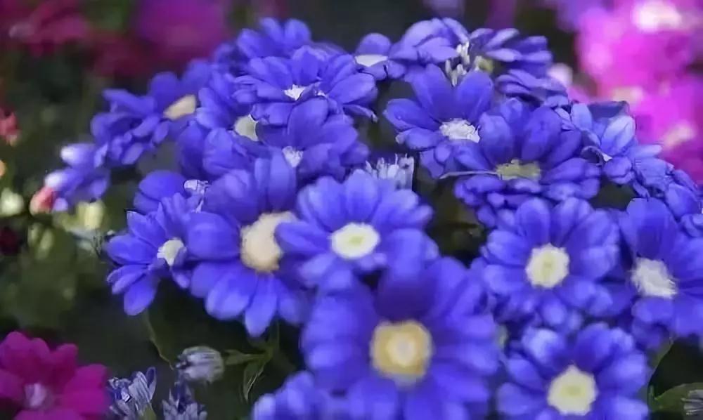 �������˵����ģ����޹Ұ����ǽ���