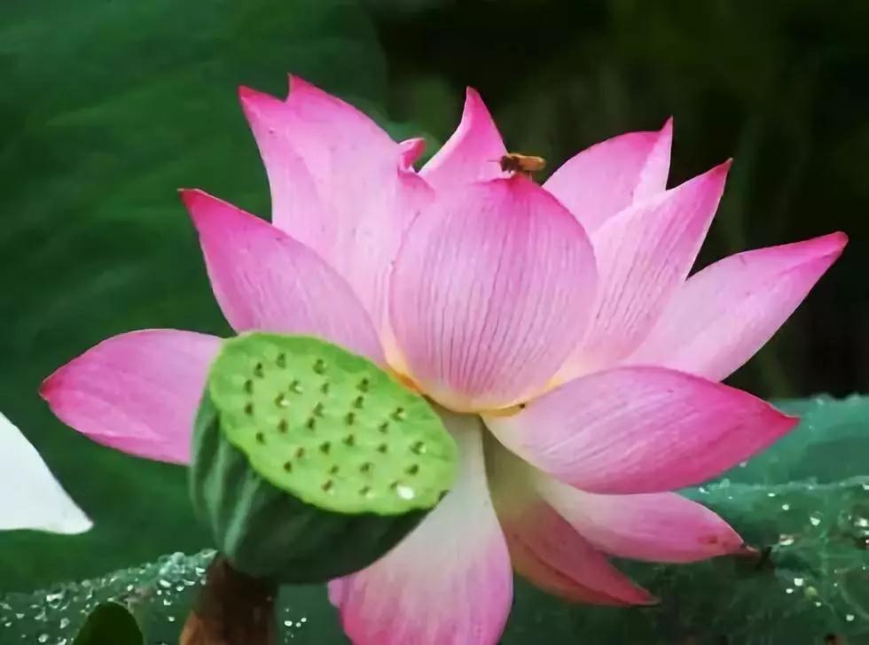 �������˵����ģ����޹Ұ����ǽ���