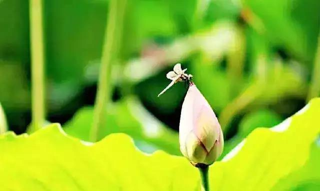 只要我们的心回向西方净土,一切善都能帮我们生西方 只要我们的心回向西方净土,一切善都能帮我们生西方