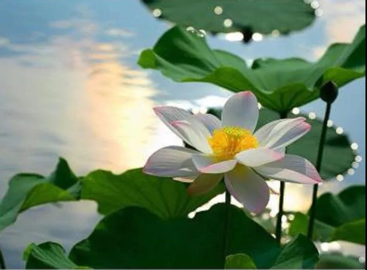 Ϊʲô�������»���û�и�����ԭ����������