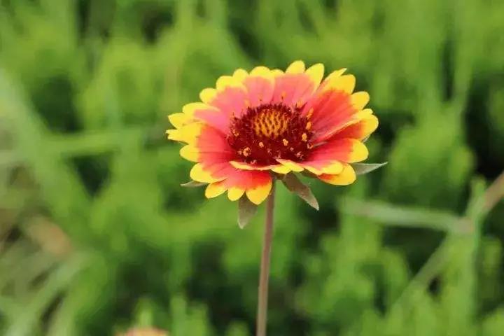 善用其心怎么个“善用”法? 善用其心怎么个“善用”法?