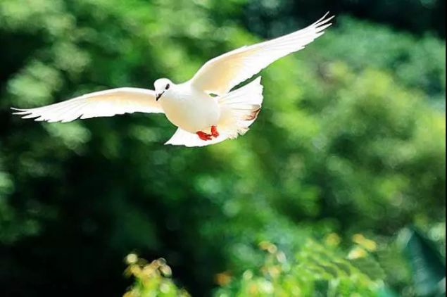 印光法师:杀生食肉之情事惨,而贻祸深且远也 印光法师:杀生食肉之情事惨,而贻祸深且远也