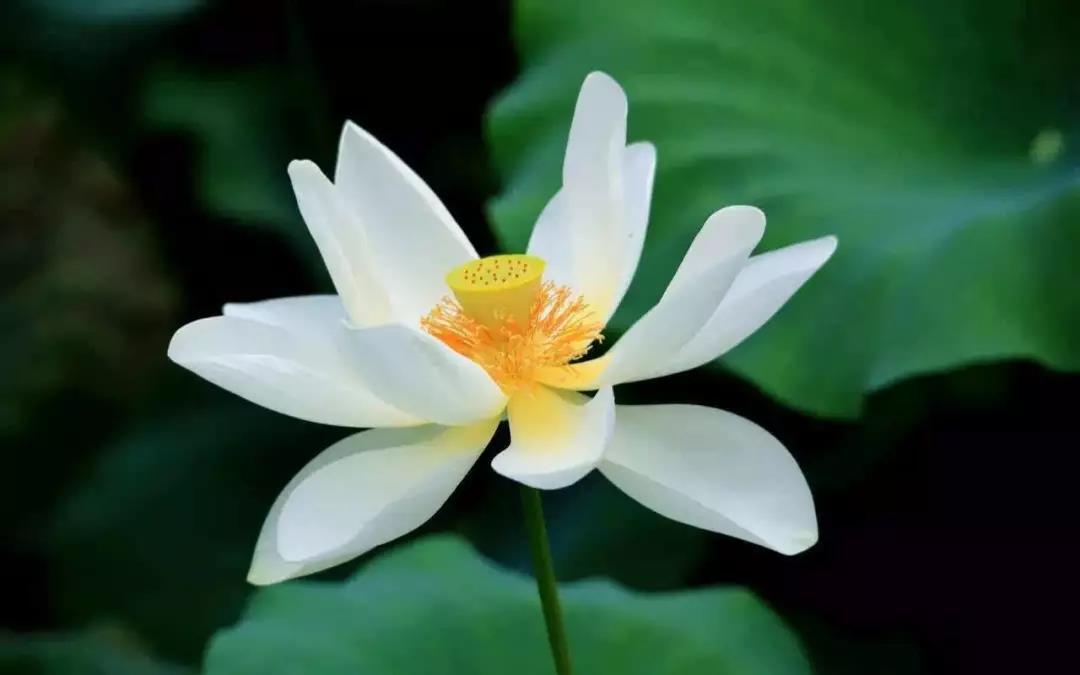 ����ǹ��ߣ������󸣱�������Ч