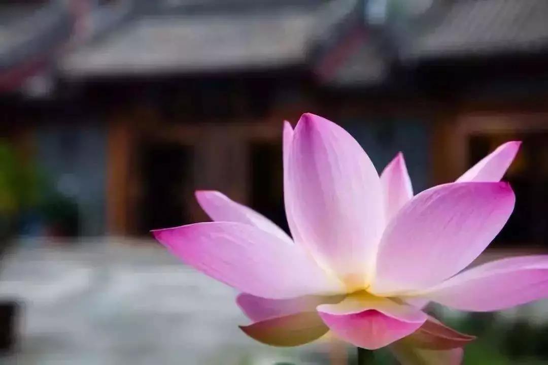 ����������úõģ�ΪʲôҪѧ�����У�