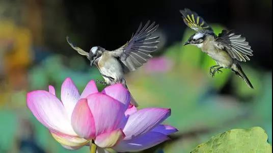 ���˽ڻ��ǡ����˽١���_���Ž�ʾ���������