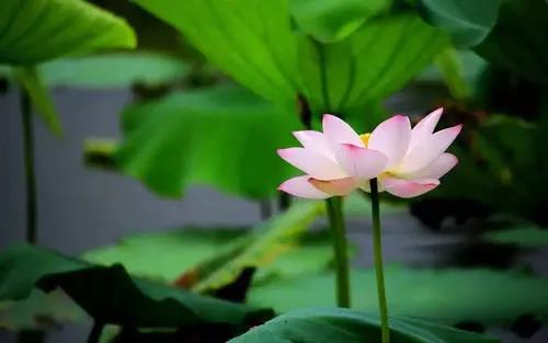 一行禅师:三十二个正念的练习 一行禅师:三十二个正念的练习