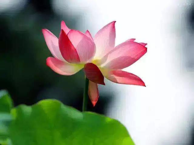 师父,怎么把生活当中的一切转为道用? 师父,怎么把生活当中的一切转为道用?