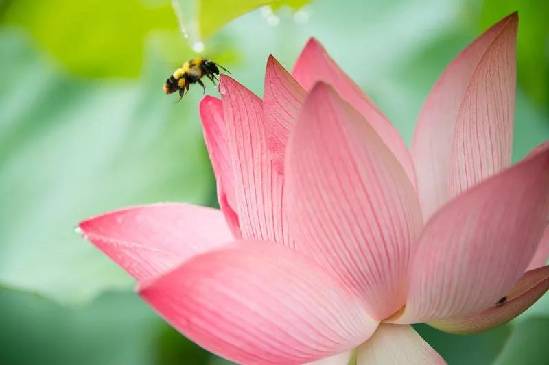 ������Ϊɮ����������Բ���������ȴ˵�Լ��и�����