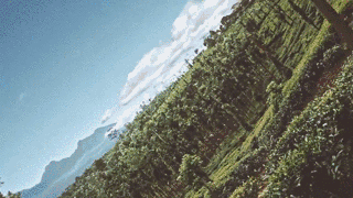 һ�۵�����һ�����ã���ʵ��ġ������ֻ�ͼ�������������