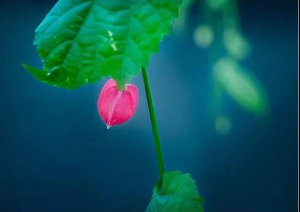 想解脱自在,这些情绪先戒掉! 想解脱自在,这些情绪先戒掉!