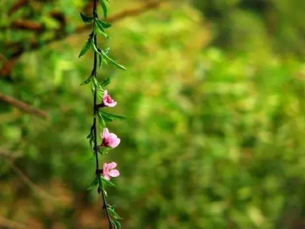 印光法师:聪明人,最易犯者唯色欲 印光法师:聪明人,最易犯者唯色欲