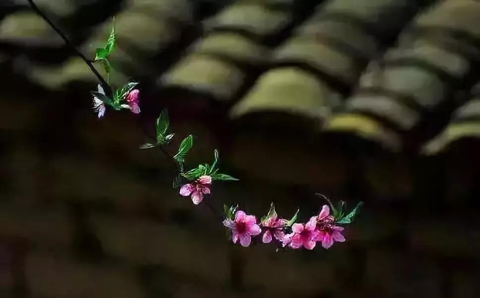 参禅,究竟是坐还是卧? 参禅,究竟是坐还是卧?