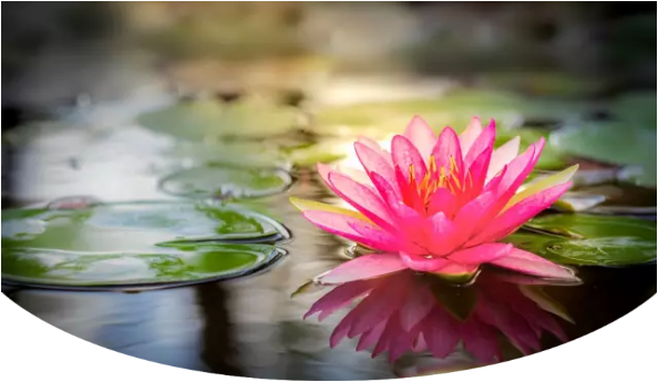 ��𹦷���ĸ��׶�