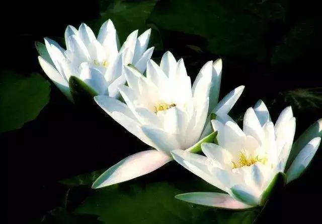 不执着,就无挂碍,也就不会有杂念 不执着,就无挂碍,也就不会有杂念