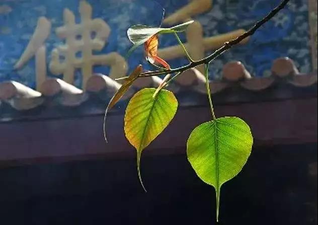 修行的重点是拥有一颗清明、平静的心 修行的重点是拥有一颗清明、平静的心