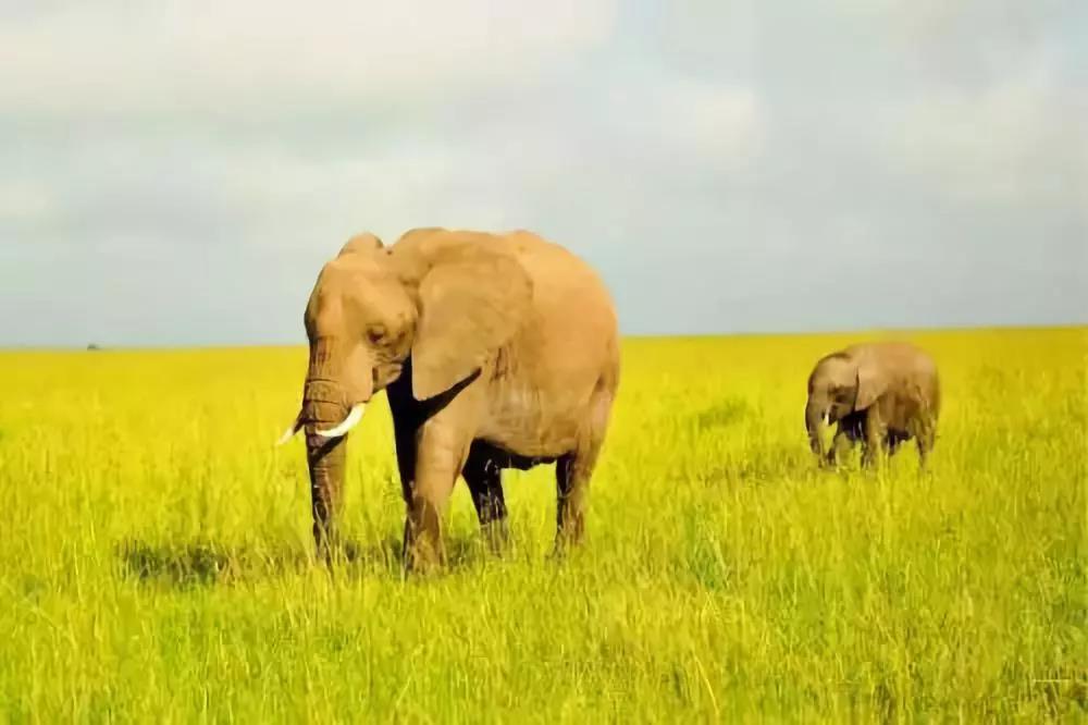 关于放生,给你最详实权威的解读! 关于放生,给你最详实权威的解读!