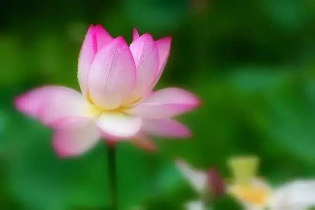 �ٻ��������ƬҶ��մ�����м�����������