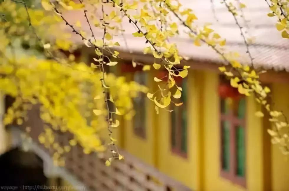 以正念来修行,即以正念来体会生活的当下 以正念来修行,即以正念来体会生活的当下