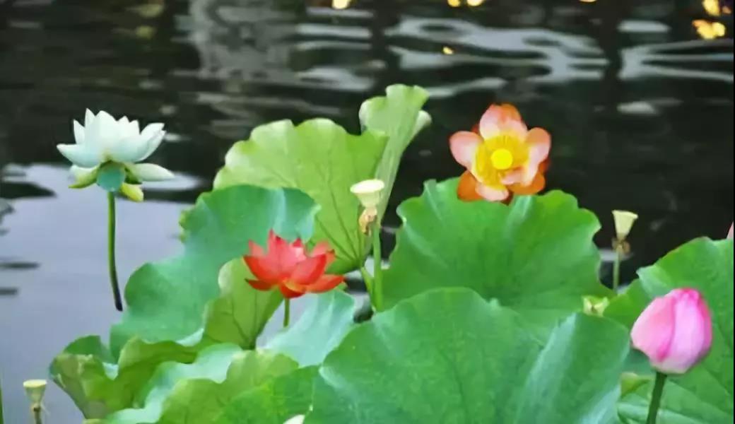 一诚法师:求快不求深,成不了大器 一诚法师:求快不求深,成不了大器