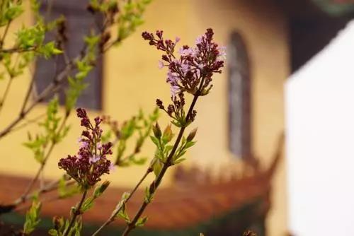 ���Ʒ�ʦ�����ں;�����