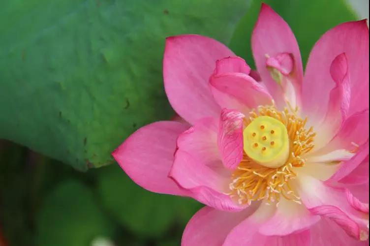 �����Ϻ��У�һ���ü��˳��صĺð취