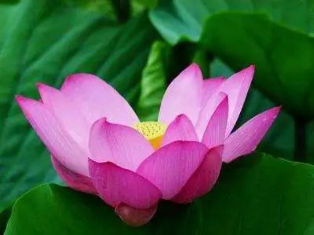 学佛必知:8种错误的拜师动机,句句直戳心里! 学佛必知:8种错误的拜师动机,句句直戳心里!