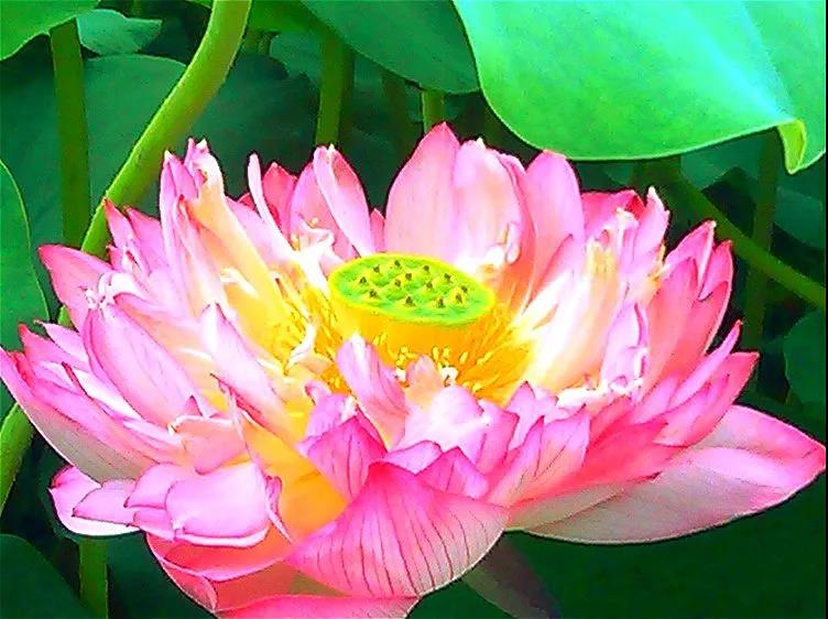 妙莲老和尚:念佛法乐知多少 妙莲老和尚:念佛法乐知多少