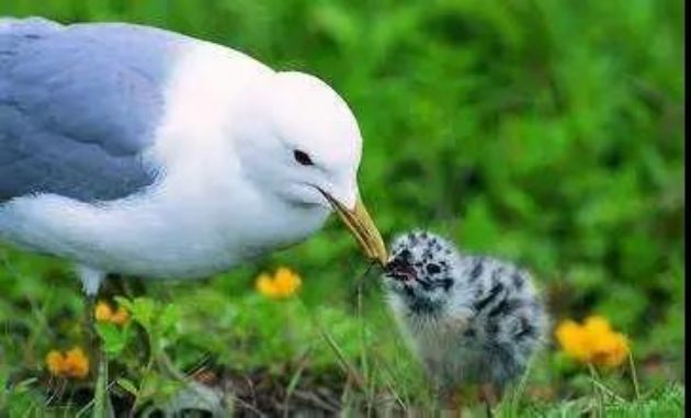 这几种情况下,千万别杀生,因果报应最为厉害 这几种情况下,千万别杀生,因果报应最为厉害