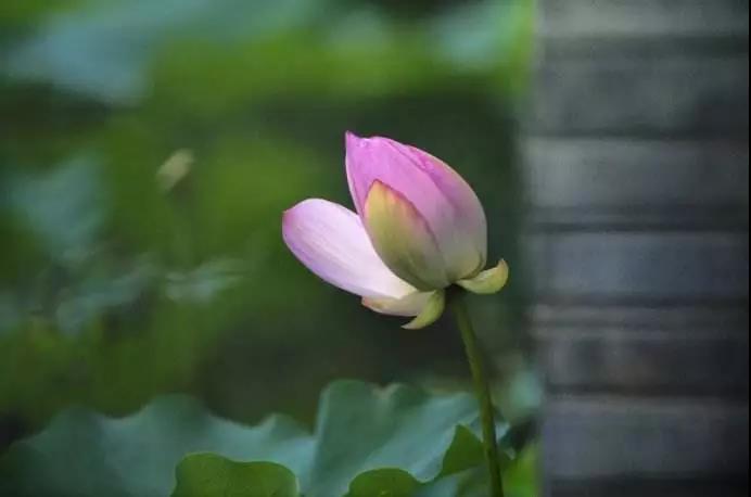 在生活中转烦恼为菩提 在生活中转烦恼为菩提