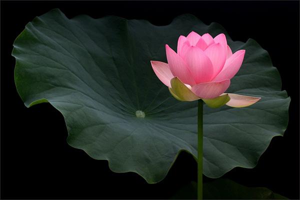 妙莲老和尚:面对无理取闹的人要怎么自处? 妙莲老和尚:面对无理取闹的人要怎么自处?