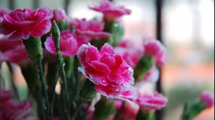 母亲节的佛教意义!愿天下妈妈平安吉祥健康! 母亲节的佛教意义!愿天下妈妈平安吉祥健康!