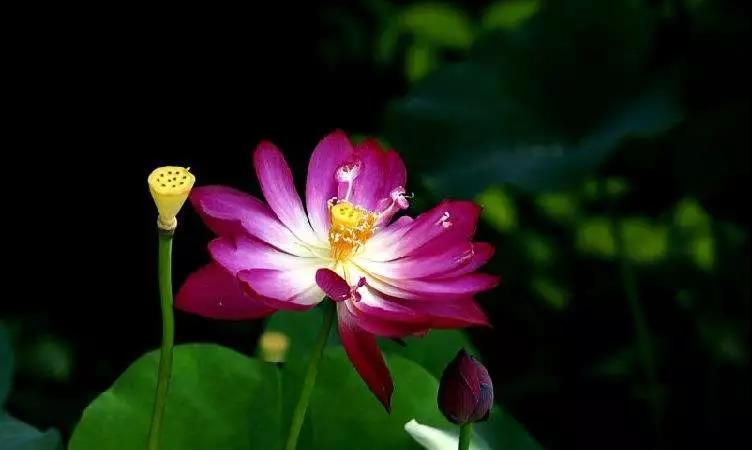 印光法师:善恶因果,皆自心之感召 印光法师:善恶因果,皆自心之感召