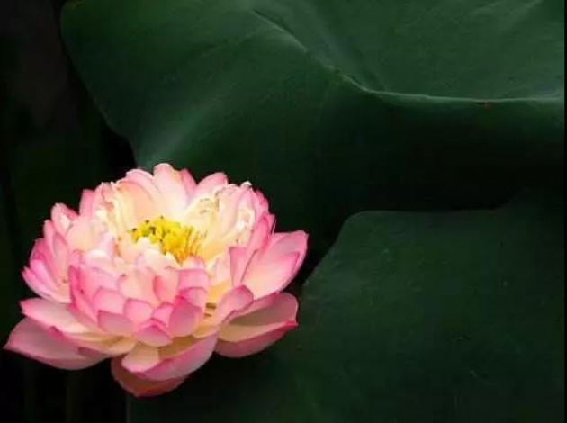 ���Ӳ��ᱻ�κ����鼤ŭ����Ϊ�����������е�ִ��