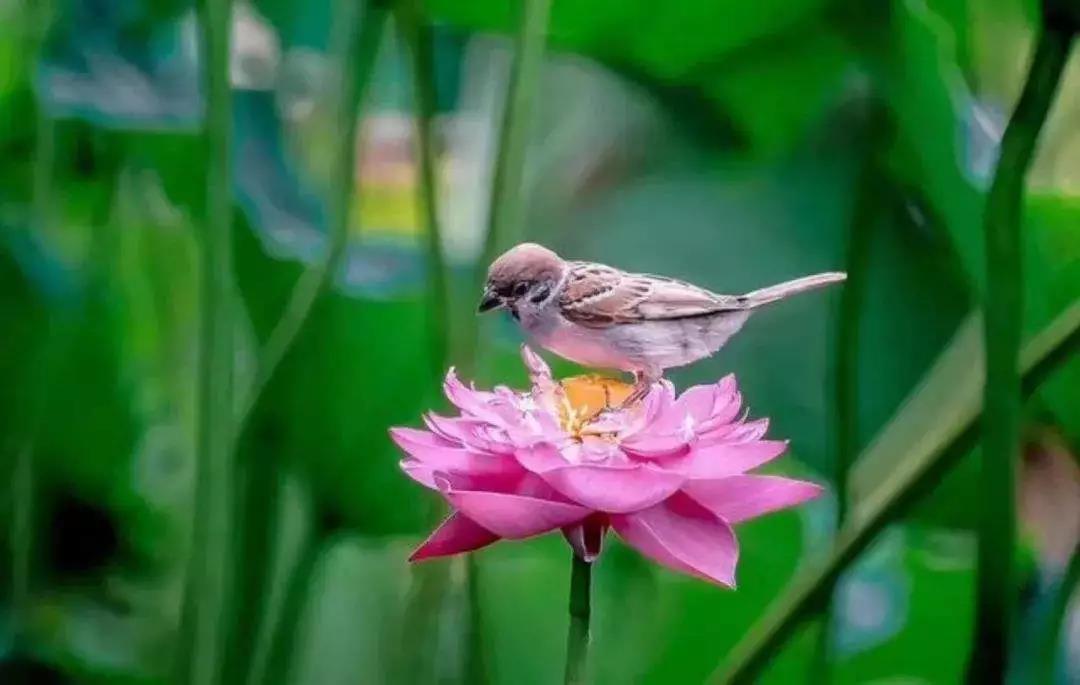 佛弟子应该注意,什么样的话语不要讲? 佛弟子应该注意,什么样的话语不要讲?