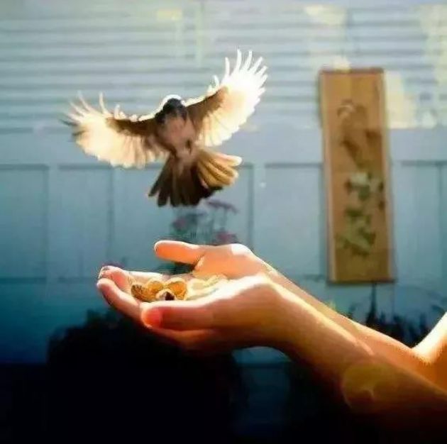 印光法师:当数数读,自不能吃肉食矣 印光法师:当数数读,自不能吃肉食矣