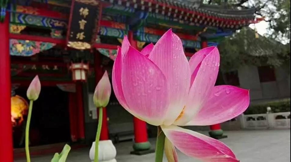 ���ǿ��������ģ�Ψ����һ�����ް����ӷ�