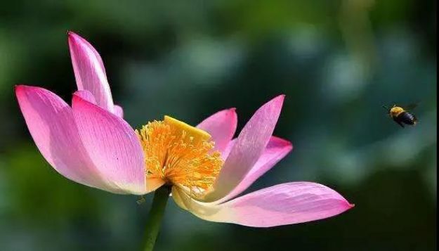 怎样将佛法融入生活?人成即佛成! 怎样将佛法融入生活?人成即佛成!