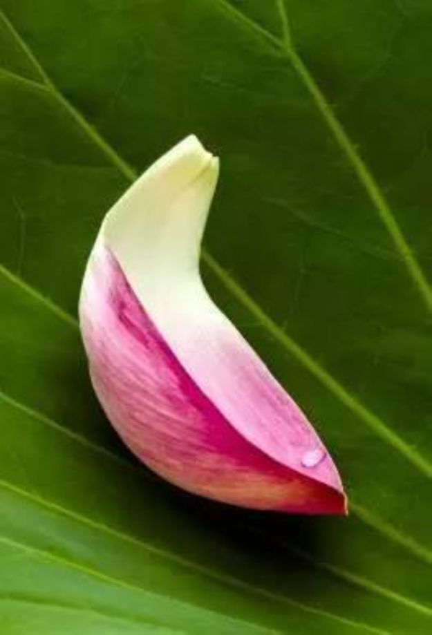 印光法师:若疾病缠绵者,当力修净业,誓求往生! 印光法师:若疾病缠绵者,当力修净业,誓求往生!