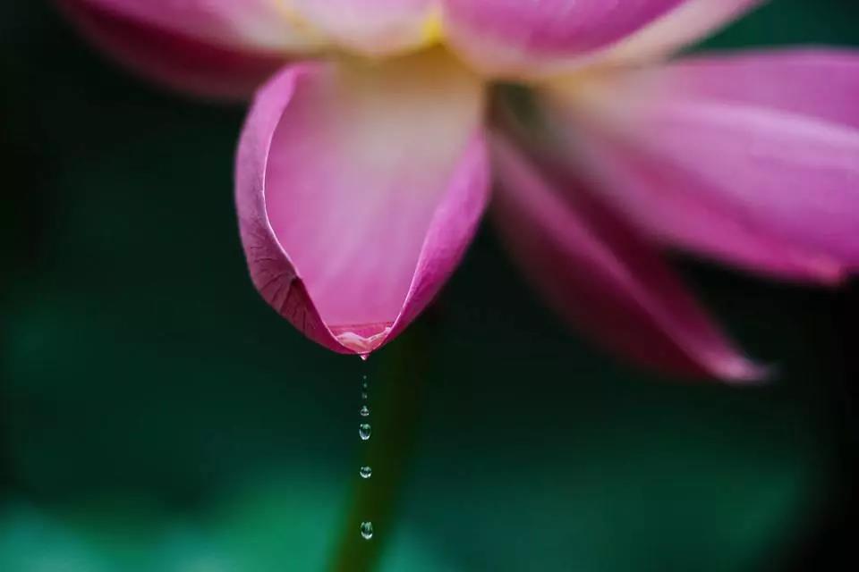 忍辱可不是一味地安忍,需要的是善巧! 忍辱可不是一味地安忍,需要的是善巧!