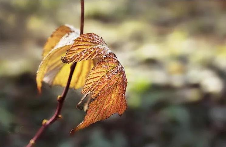 ��޳�����������ϧ��